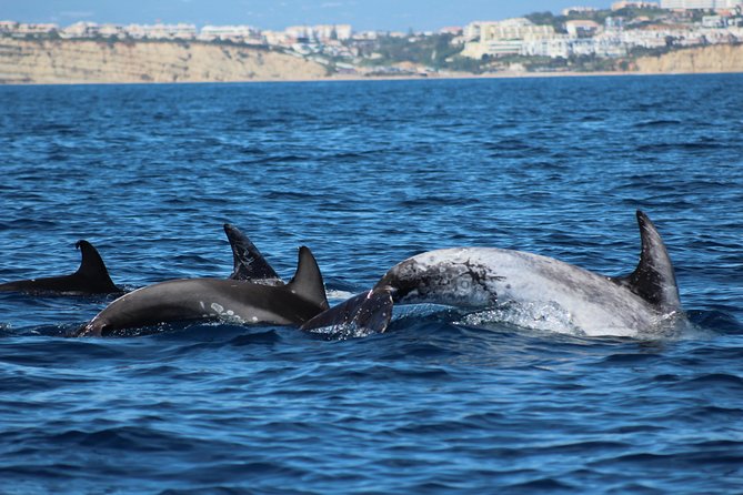 Dolphin-Watching in Marina De Lagos - Safety and Accessibility
