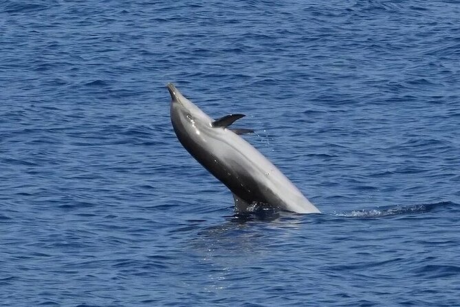 Dolphin Watching Tour With Snorkeling From Olbia - Meeting and Pickup Details