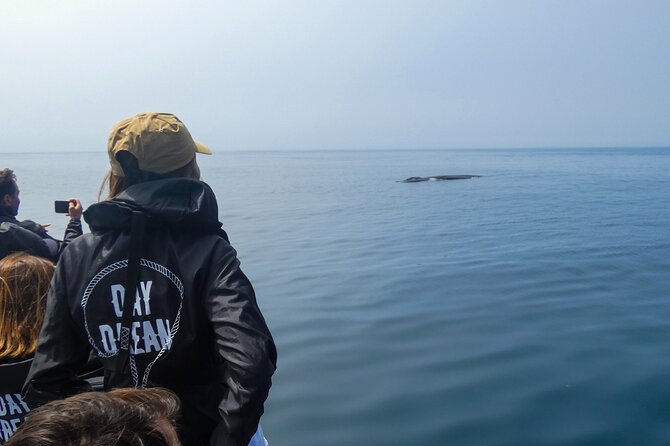 Dolphin Watching With Biologist in Arrábida Natural Park - Meet Your Marine Biologist Guide