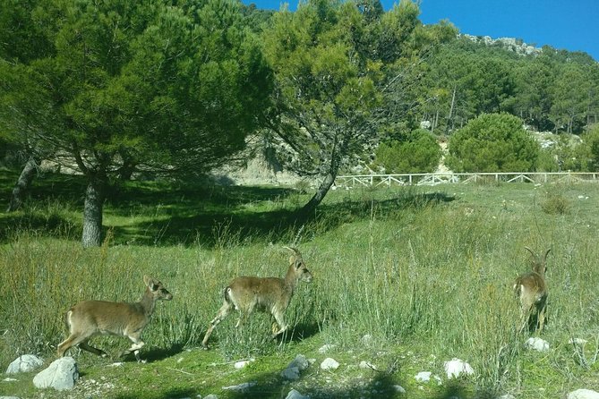 Donana National Park and El Rocío: Guided Tour From Seville - Wildlife Viewing Opportunities