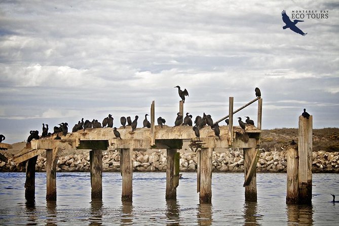 Elkhorn Slough Wildlife Tour - Meeting Point and Logistics