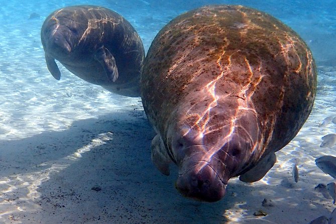 Exclusive Small Group VIP Heated Manatee Snorkel Tour - Meeting and Departure Information