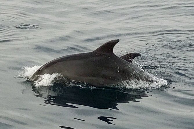Fantastic DOLPHIN & SUNSET TOUR With Dinner (Pula - NP BRIJUNI) - Exploring the Brijuni National Park