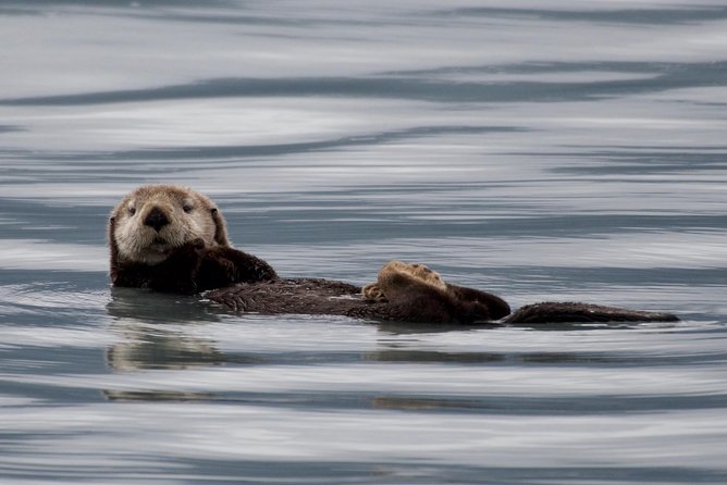 Full-Day Kenai Fjords National Park Northwestern Cruise - Inclusions and Amenities