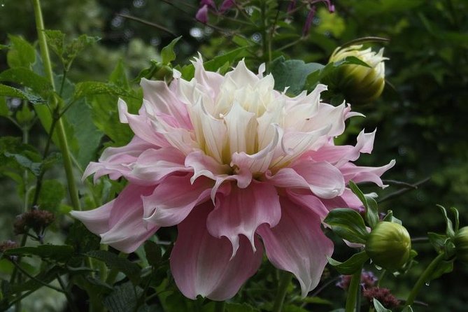 Giverny Monets House-Gardens Small-Group Tour Hotel Pick-up - Pickup and Transportation