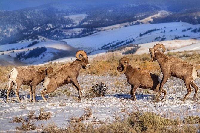 Grand Teton and National Elk Refuge Winter Wonderland Full Day Adventure - Wildlife and Scenic Highlights