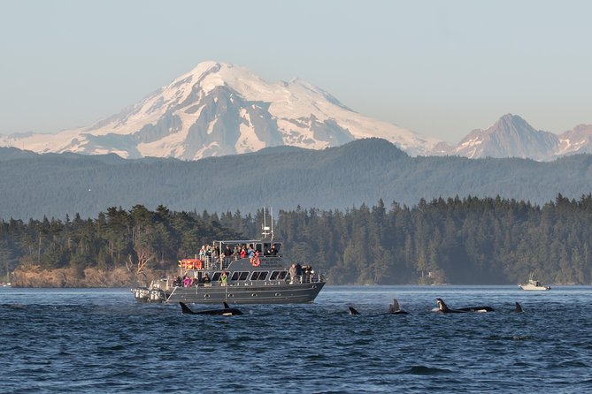 Guaranteed Whale Watching Tour - Inclusions and Pricing