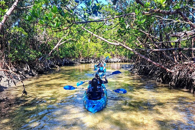 Guided Kayak Mangrove Ecotour in Rookery Bay Reserve, Naples - Inclusions and Requirements