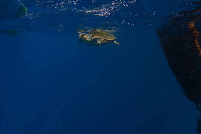 Guided Kayak Tour From Los Cristianos Beach Tenerife - Whats Included in the Tour