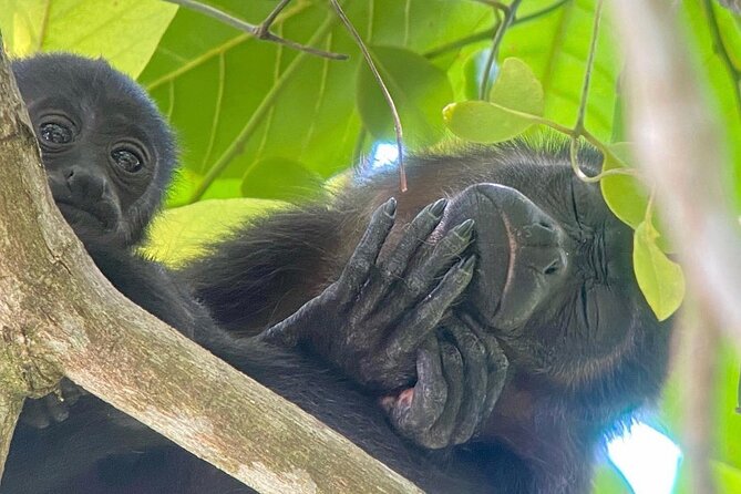 Guided Tour in Manuel Antonio National Park! - Meet the Guides