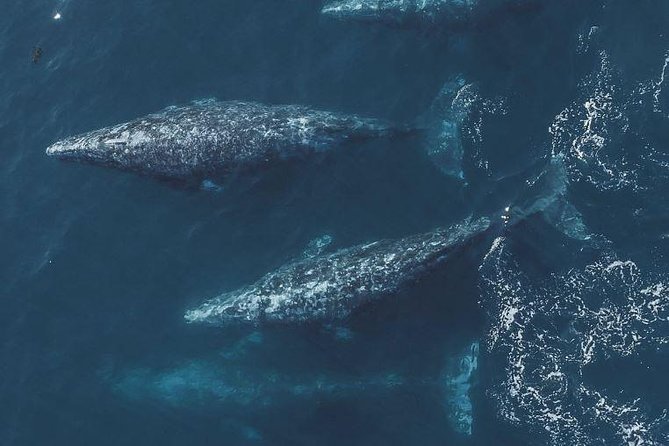 Half-Day Whale Watching Tour From Monterey - Wildlife and Marine Life