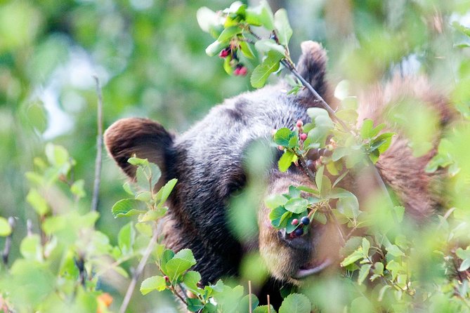 Half-Day Wildlife Safari Tour in Grand Teton National Park - Cancellation Policy