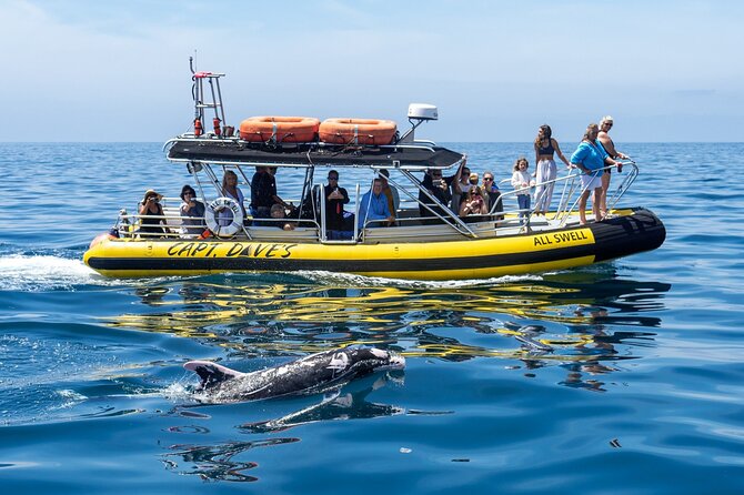 High Speed Zodiac Whale Watching Safari From Dana Point - Inclusions and Requirements