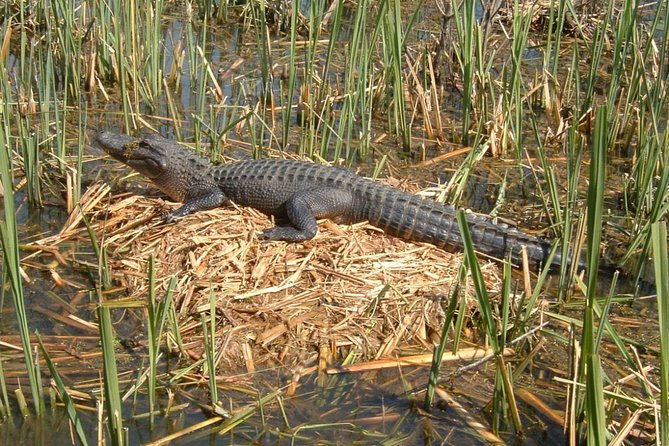 Honey Island Swamp Boat Tour With Transportation From New Orleans - Tour Details