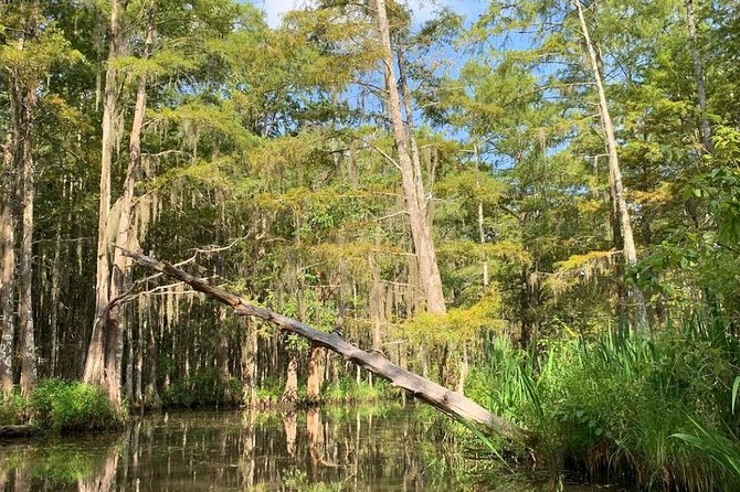 Honey Island Swamp Boat Tour - Exploring the Diverse Wildlife