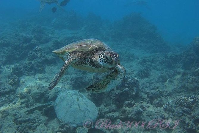 Incredibly Fun 2-Tank Coral Reef South Shore Boat Dive in Oahu From Waikiki - Cancellation and Rescheduling Policies