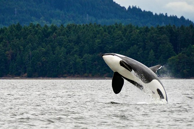 Juneau Whale Watching Adventure - Key Features of the Tour