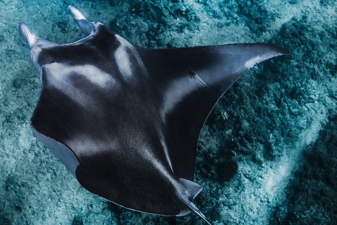 Kaimana Ocean Safari - Marine Life Encounters