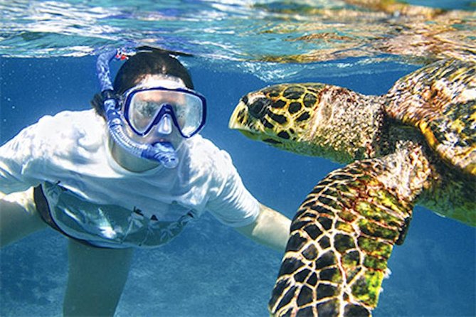 Kauais Ultimate South Island Zodiac Boat Snorkel Adventure - Highlights of the Marine Life Encountered