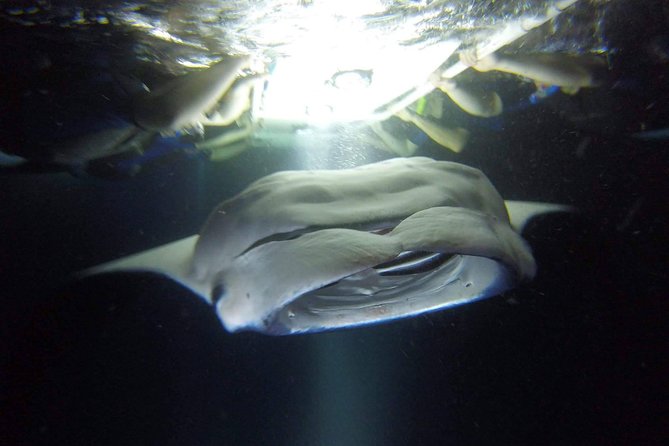 Kona Manta Rays Guaranteed Night Snorkel in Keauhou Harbor - Safety Measures and Group Size