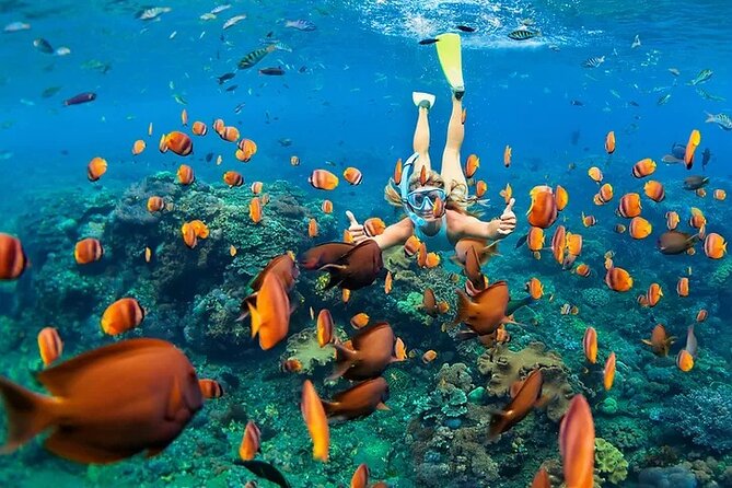 Kona Wild Dolphin, Sea Cave & Captain Cook Reef Snorkel Adventure - Wildlife Watching