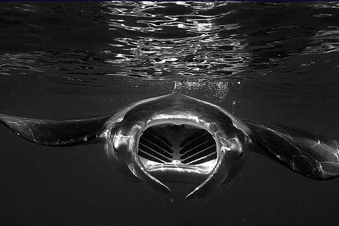 Konas Magical Manta Ray Night Snorkel: Small-Group Eco-Tour - What to Expect