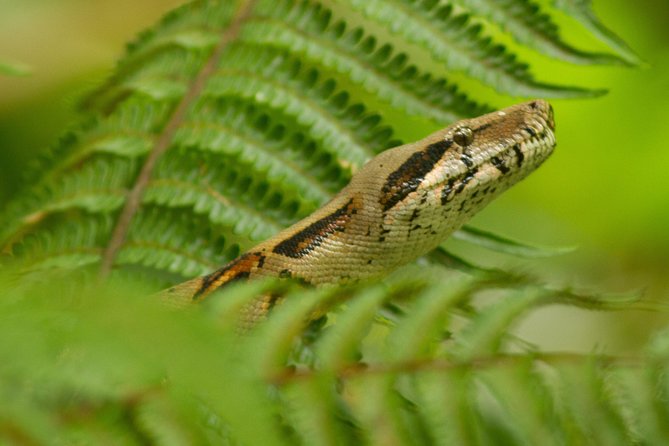 La Fortuna Birds, Butterfly Garden, Sloths Guided Tour 2hrs - Wildlife Experience