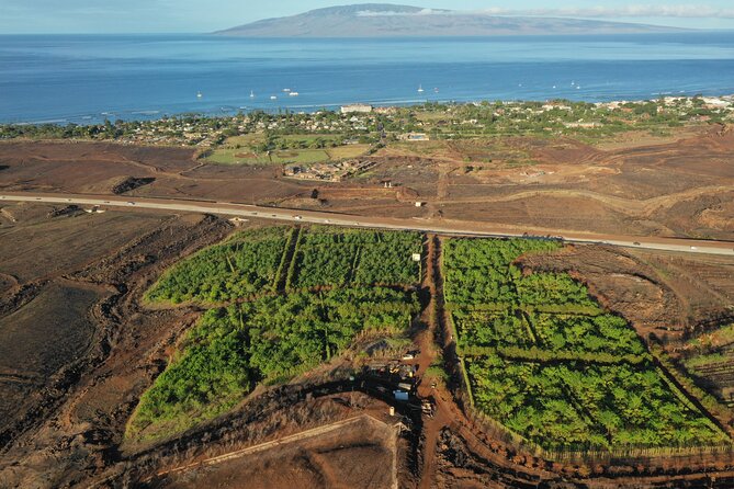Lahaina: Maui Kuia Estate Guided Cacao Farm Tour and Tasting - Discovering the Cacao Farming Process