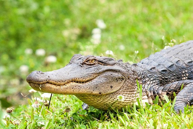 Large Airboat Ride With Transportation From New Orleans - Tour Experience