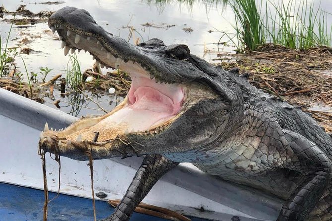 Large Airboat Swamp Tour With Transportation From New Orleans - Meeting and Pickup