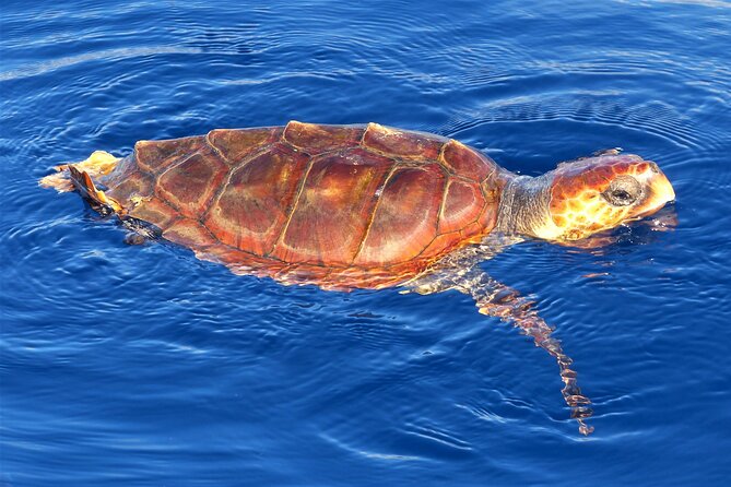Los Gigantes Whale Watching Charter by Sail Boat - Accessibility and Additional Information