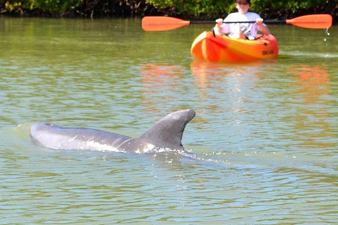 Lovers Key Guided Eco Tour-Mangrove Estuary - Tour Accessibility and Requirements