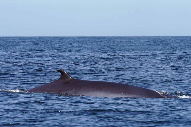 Magic Dolphin Sea Safaris - Exploring Madeiras Marine Life