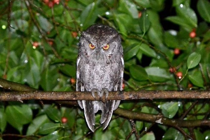 Magical Night Walk in Monteverde - A Guided Journey Through the Darkness