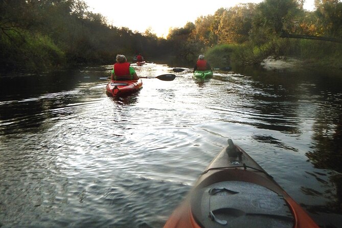 Manatee and Dolphin Kayaking Encounter - Wildlife Experience