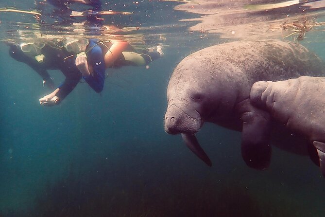 Manatee Snorkel Tour From American Pro Diving Center - Inclusions and Equipment