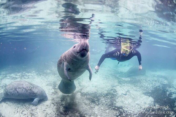 Manatee Snorkel Tour - Small Group - Meeting and Additional Information
