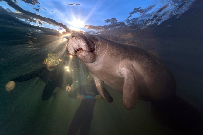 Manatee Swim Tour With in Water Photographer - Tour Details and Inclusions