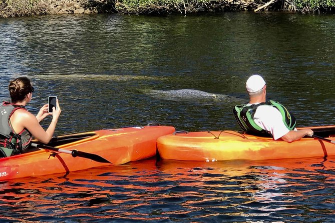 Manatees and Mangrove Tunnels Small Group Kayak Tour - Kayak Arrangements and Group Size