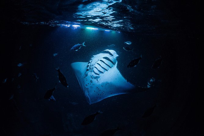 Manta Mania - Manta Ray Night Snorkel - Small-Group Experience In Kona, Hawaii - Snorkeling Experience and Manta Ray Observation