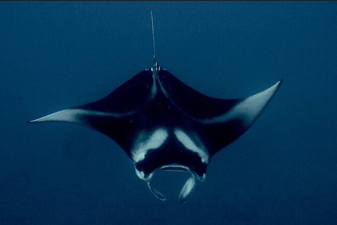 Manta Ray Night Snorkel Experience of a Lifetime - Visiting "Manta Heaven" in Honokohau Harbor