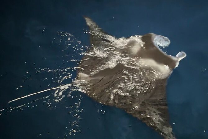 Manta Ray Night Snorkeling Adventure in Kailua-Kona - Key Features and Inclusions of the Tour