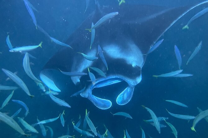 Manta Ray Snorkeling by Night in Kailua-Kona, Hawaii - Immersive Nighttime Experience