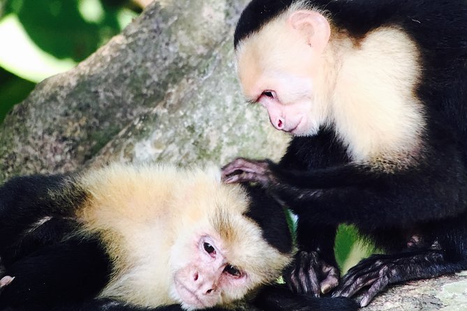 Manuel Antonio National Park Full Wildlife - Tour Confirmation and Accessibility