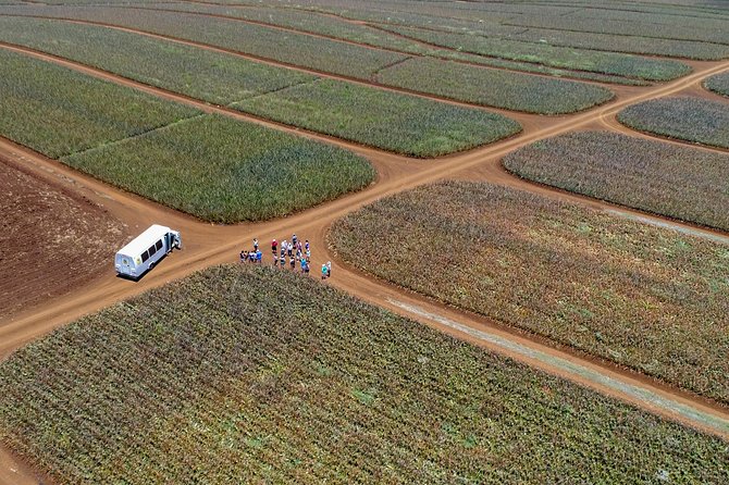 Maui Pineapple Farm Tour in Haliimaile - Tour Duration and Group Size