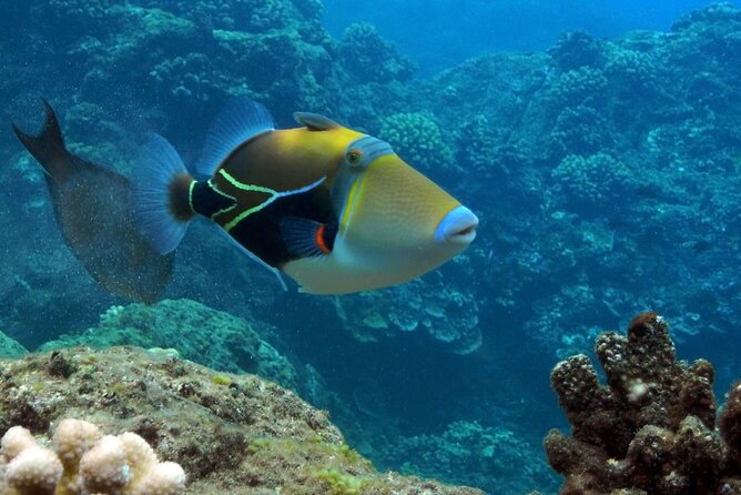 Maui Snorkel & Slide - Snorkeling Locations