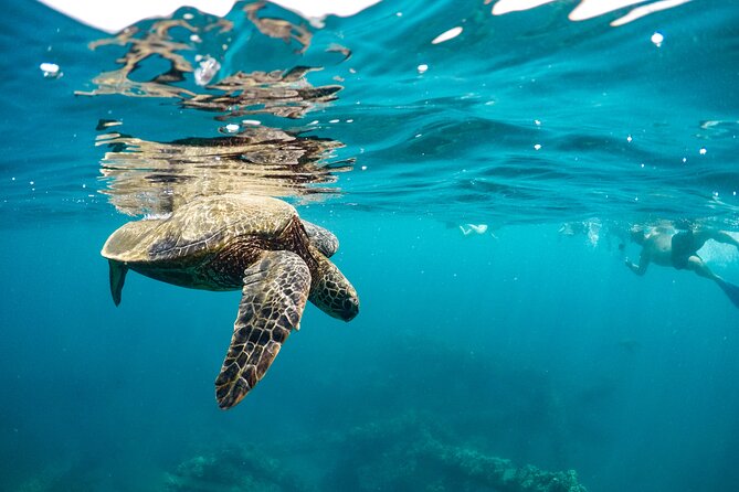 Maui to Lanai Semi-Private Eco Raft Snorkel & Dolphin Tour - Included Amenities