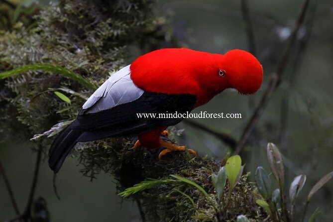 MindoCloudForest DayTour PRIVATEby Richard Hernandez-Customizable - Customization and Experience
