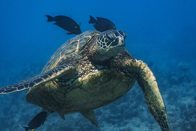 Moana's Waikīkī Grand Guided Turtle Snorkel & Sailing Adventure - Meeting Point and Arrival Details