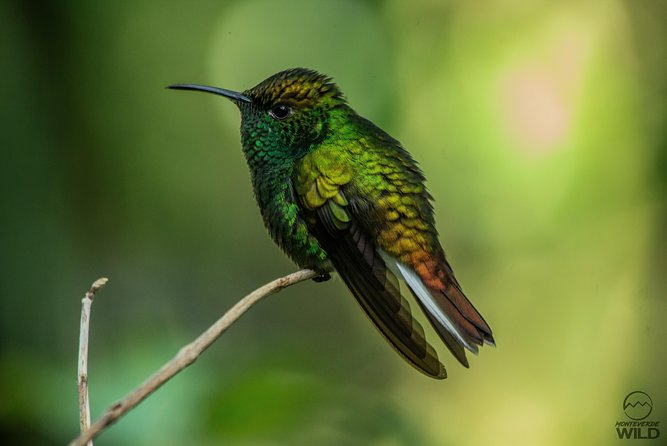 Monteverde Cloud Forest Reserve Morning Walk -Monteverde Wild- - Whats Included
